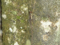 Anolis lineatopus
