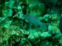 Canthigaster jactator
