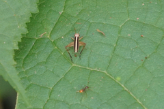 Eneoptera surinamensis