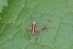 Eneoptera surinamensis
