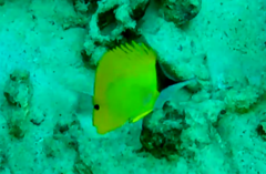 Forcipiger flavissimus