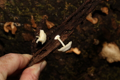 Favolaschia manipularis