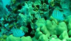 Chaetodon multicinctus