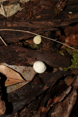 Favolaschia manipularis