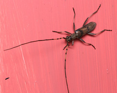 Didymocantha obliqua