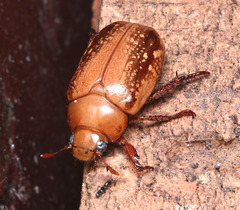 Anoplognathus concolor
