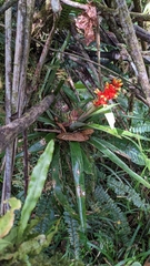 Image of Guzmania donnellsmithii