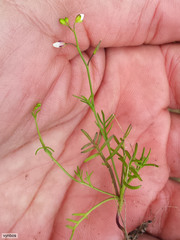 Heliophila diffusa diffusa