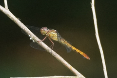 Orthemis discolor