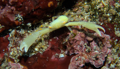 Quadrella coronata