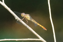 Orthemis discolor