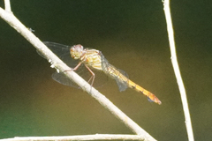 Orthemis discolor