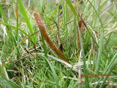 Drosera arcturi