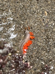 Coryphella trilineata