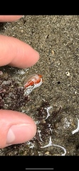 Coryphella trilineata