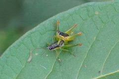 Liebermannacris dorsualis