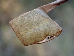 Cymbacha