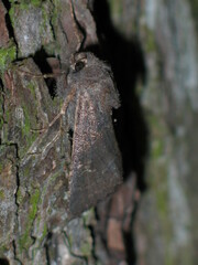 Aporophyla lutulenta