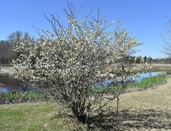 Crataegus aestivalis