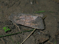 Aporophyla lutulenta