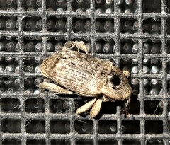 Mitrastethus australiae