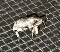 Mitrastethus australiae