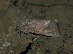 Aporophyla lutulenta