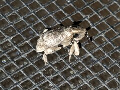 Mitrastethus australiae