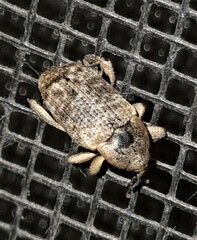 Mitrastethus australiae