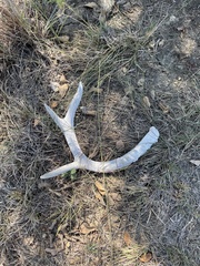 Odocoileus virginianus texanus