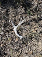 Odocoileus virginianus texanus