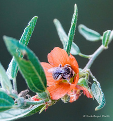 Sphaeralcea angustifolia