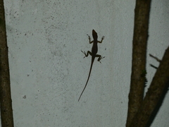 Anolis grahami