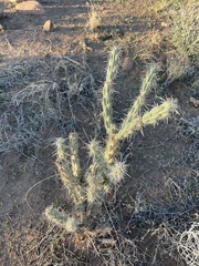 Cylindropuntia acanthocarpa acanthocarpa