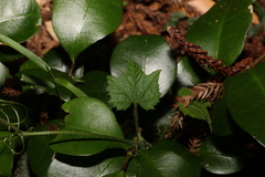 Trichosanthes subvelutina
