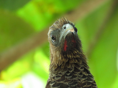 Ortalis squamata