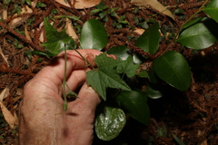 Trichosanthes subvelutina