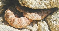 Crotalus pyrrhus
