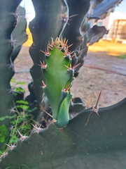 Cereus hildmannianus