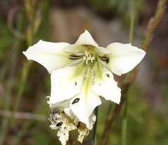 Gladiolus tristis