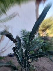 Cereus hildmannianus