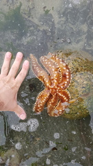 Meyenaster gelatinosus