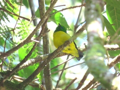 Chlorophonia cyanea