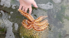 Meyenaster gelatinosus