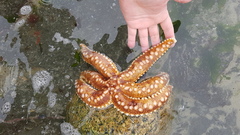 Meyenaster gelatinosus