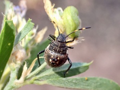 Oncocoris apicalis