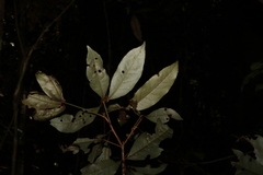 Heritiera trifoliolata