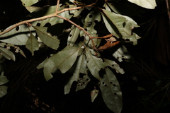 Heritiera trifoliolata