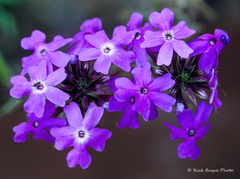 Verbena pulchella