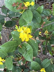 Ochna thomasiana